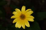 Smooth oxeye